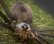 Cellar Spider.jpg