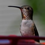 Hummer16.jpg