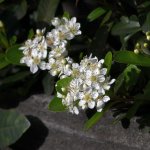 WhiteFlower.jpg