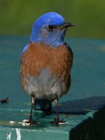 Bluebird8.jpg
