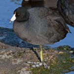 Coot.jpg
