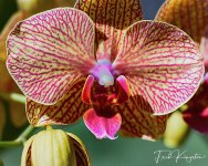 Orchid1-1.jpg