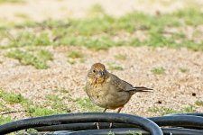 03-29-20-cr_D7K2170-ON1.jpg