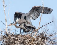 GBHMating-510.jpg