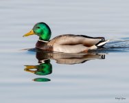 MallardReflections-500.jpg