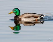 MallardReflections-501.jpg