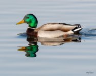 MallardReflections-502.jpg