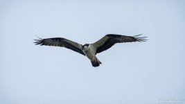 _NIK1545 low res.jpg