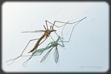 03-30-20-cr_D7K2172-ON1.jpg