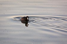 03-30-20-cr_D7K2176-ON1.jpg