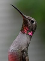 Hummer3.jpg