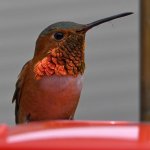 Hummer15.jpg