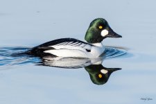 CommonGoldeneye-500.jpg