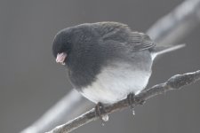 Junco 31 Mar 2020.jpg