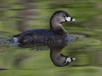 Grebe4.jpg