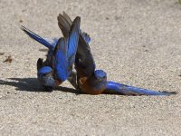 Bluebird10.jpg