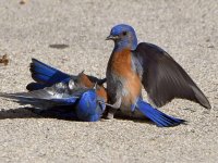Bluebird14.jpg