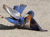 Bluebird15.jpg