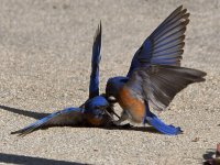 Bluebird20.jpg
