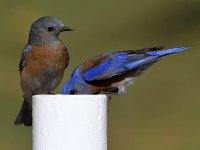 Bluebird24.jpg