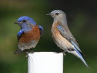 Bluebird34.jpg