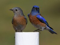 Bluebird26.jpg