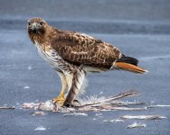 _NIK1574 low res.jpg