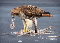 _NIK1554 low res.jpg