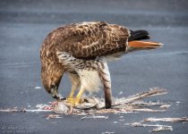 _NIK1555 low res.jpg