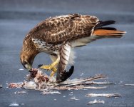 _NIK1633 low res.jpg