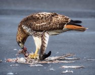 _NIK1634 low res.jpg