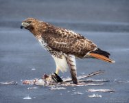 _NIK1664 low res.jpg