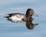 LesserScaupDive-500.jpg