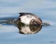 LesserScaupDive-501.jpg
