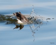 LesserScaupDive-502.jpg