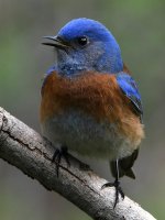 Bluebird7.jpg