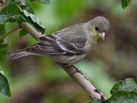 Goldfinch.jpg
