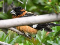 Grosbeak4.jpg