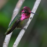 Hummer3.jpg