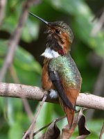 Hummer5.jpg