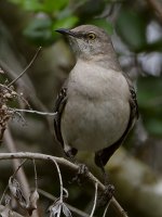 Mockingbird3.jpg