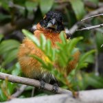 Grosbeak7.jpg