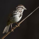 Sparrow.jpg