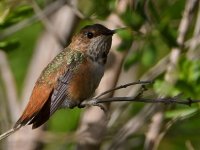 Hummer3.jpg