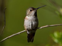 Hummer8.jpg