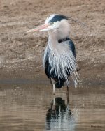 GBH-501.jpg
