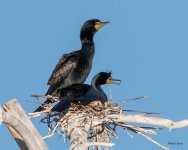 CormorantCouple-500.jpg