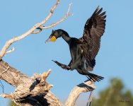 CormorantLanding-500.jpg