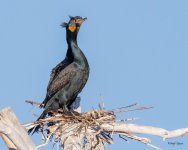 CormorantNest-501.jpg