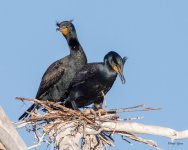 CormorantNest-502.jpg